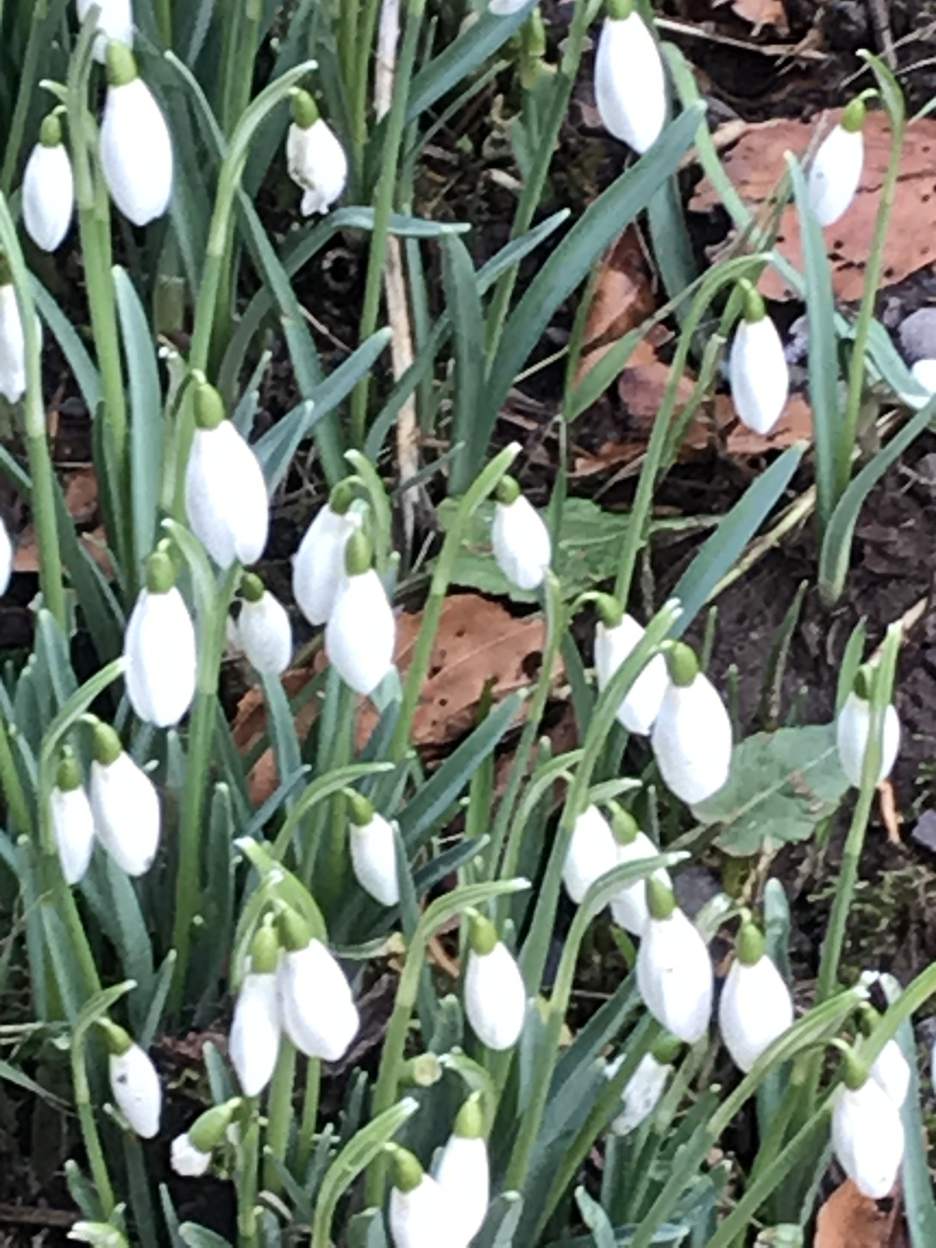 Snowdrops at Candlemas Quotidian